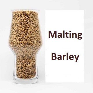 malting barley